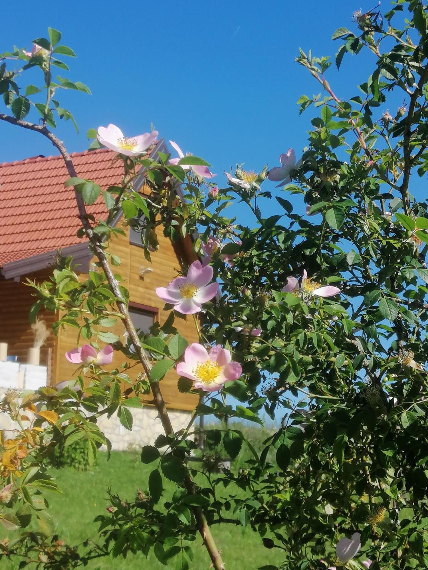 Ferienwohnung Tarin Zov Kaludjerske Bare Exterior foto